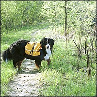 photo - Everest with pack