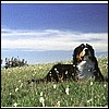 wy2002_r7_15.jpg